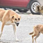 كلبة ضالة تتجول قرب محطة أكادير الطرقية، ترمز لمشكلة الكلاب الضالة في المدن المغربية.