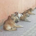 صورة لكلاب ضالة تتجول في أحد شوارع مدينة وجدة، ترمز لتحدي انتشارها وتأثيرها على الأمن العام.