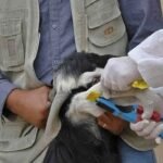 صورة لرأس ماشية يحمل رقماً إلكترونياً في الأذن، مع خلفية ريفية