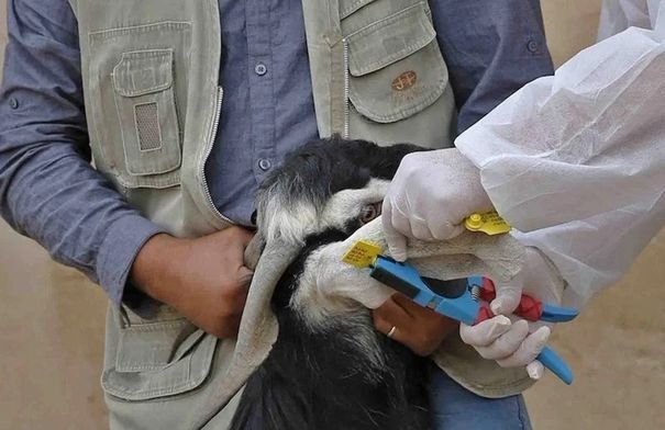 صورة لرأس ماشية يحمل رقماً إلكترونياً في الأذن، مع خلفية ريفية