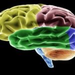 صورة توضيحية لأطعمة مفيدة للدماغ مثل الأسماك والتوت والعنبية