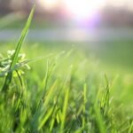 أراضي زراعية خضراء بعد هطول الأمطار في لواء الكورة