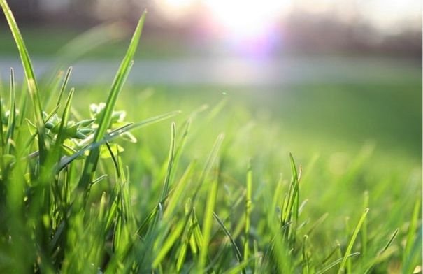 أراضي زراعية خضراء بعد هطول الأمطار في لواء الكورة