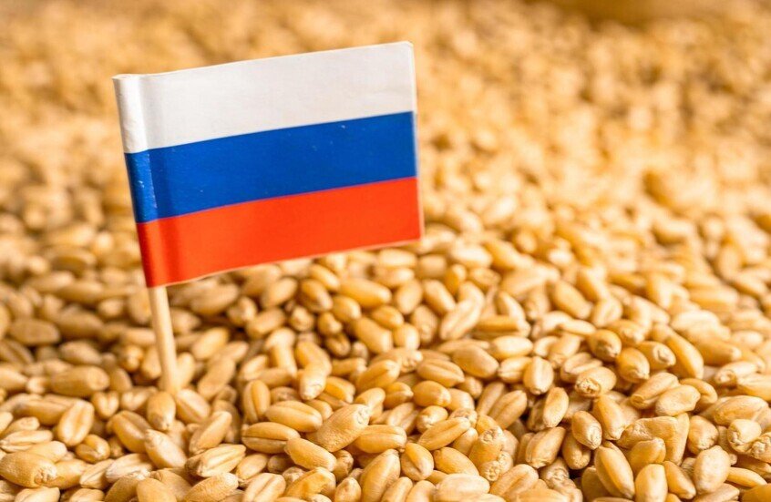 حقول قمح ذهبية واسعة تحت سماء زرقاء صافية، ترمز إلى الإنتاج الزراعي الوفير في روسيا.