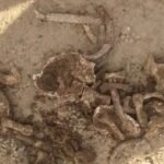 عظام بشرية مكتشفة في حقل زراعي بإقليم الرحامنة