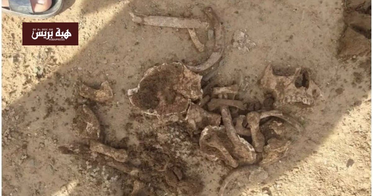 عظام بشرية مكتشفة في حقل زراعي بإقليم الرحامنة