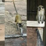 فوضى القرود في سانت لويس: بحث مكثف عن فصيلة "الفرفت" المجهولة المصدر 8 صورة لقرود فرفت تتجول في منطقة حضرية بمدينة سانت لويس، ميسوري، أثناء عملية البحث عنها.