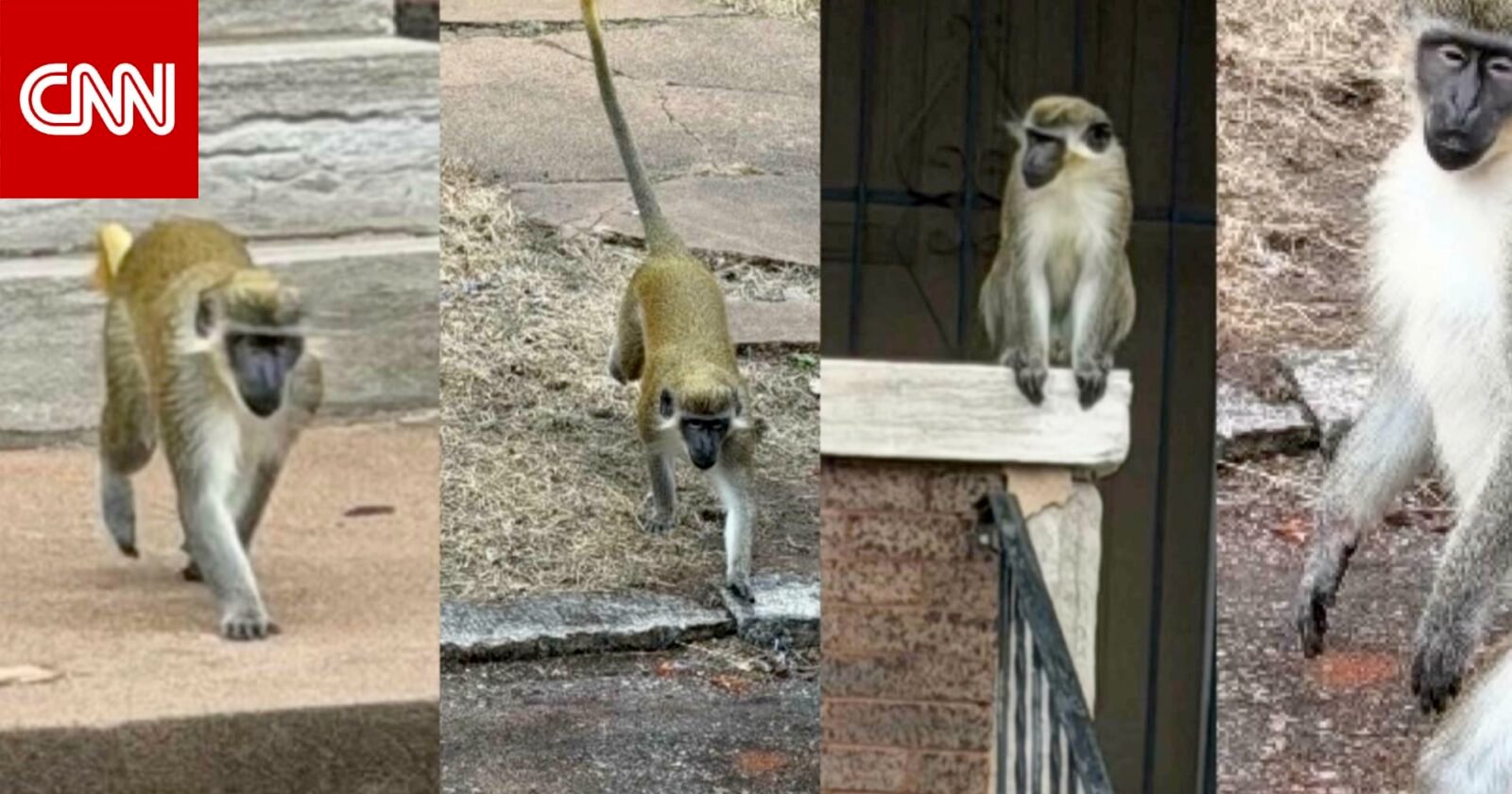 صورة لقرود فرفت تتجول في منطقة حضرية بمدينة سانت لويس، ميسوري، أثناء عملية البحث عنها.