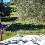 عمال يجنون الزيتون في حقول المغرب