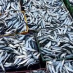 Des caisses de sardines congelées, prêtes à l'expédition, symbolisant les enjeux économiques de la filière halieutique marocaine.