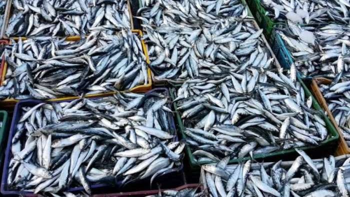 Sardine congelée : le Maroc au bord de la crise ? L'industrie halieutique s'insurge contre la suspension des exportations 3 Des caisses de sardines congelées, prêtes à l'expédition, symbolisant les enjeux économiques de la filière halieutique marocaine.