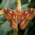 Atlas Lions 1976 AFCON title complete guide