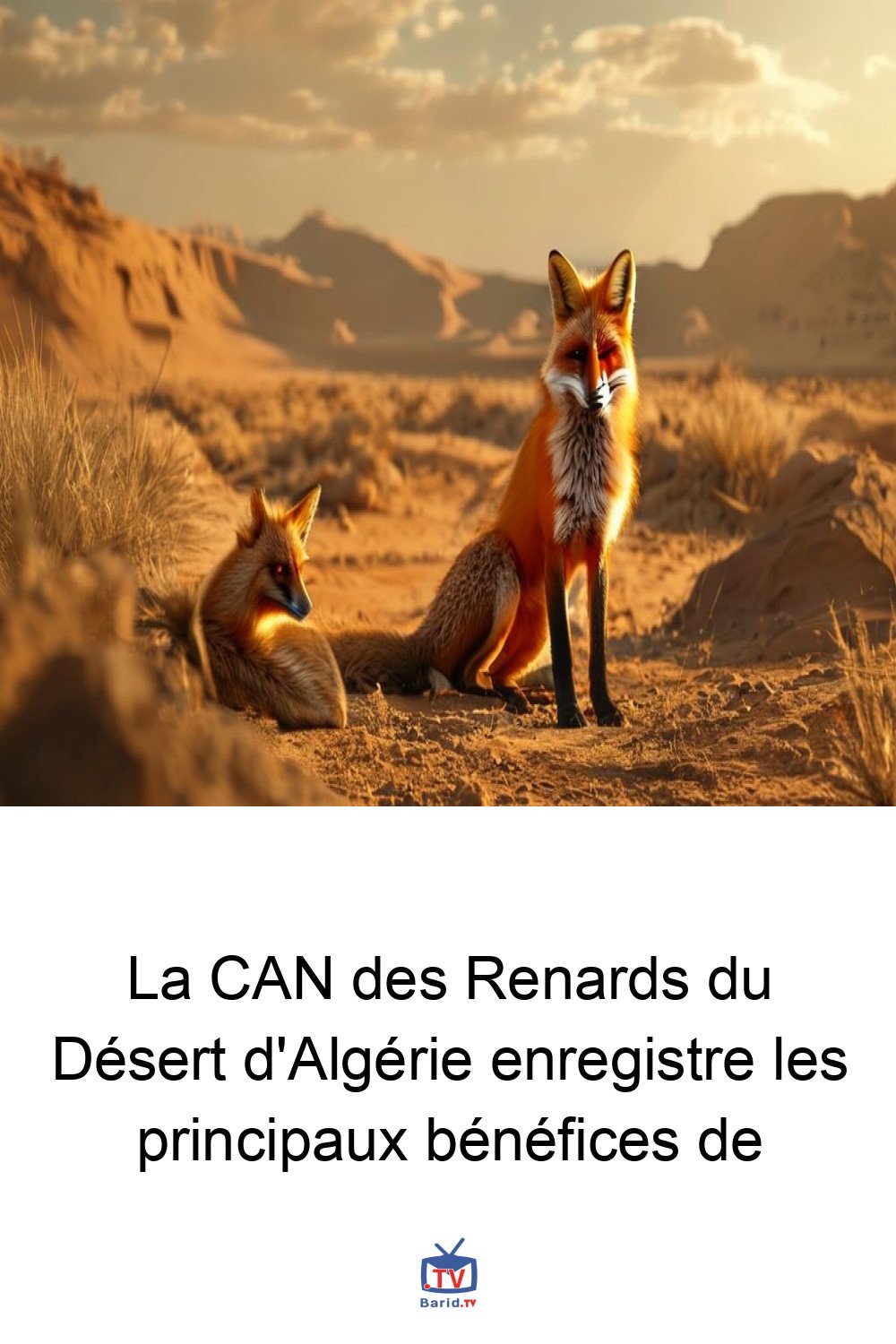 La CAN des Renards du Désert d'Algérie enregistre les principaux bénéfices de 4 Pinterest Hidden