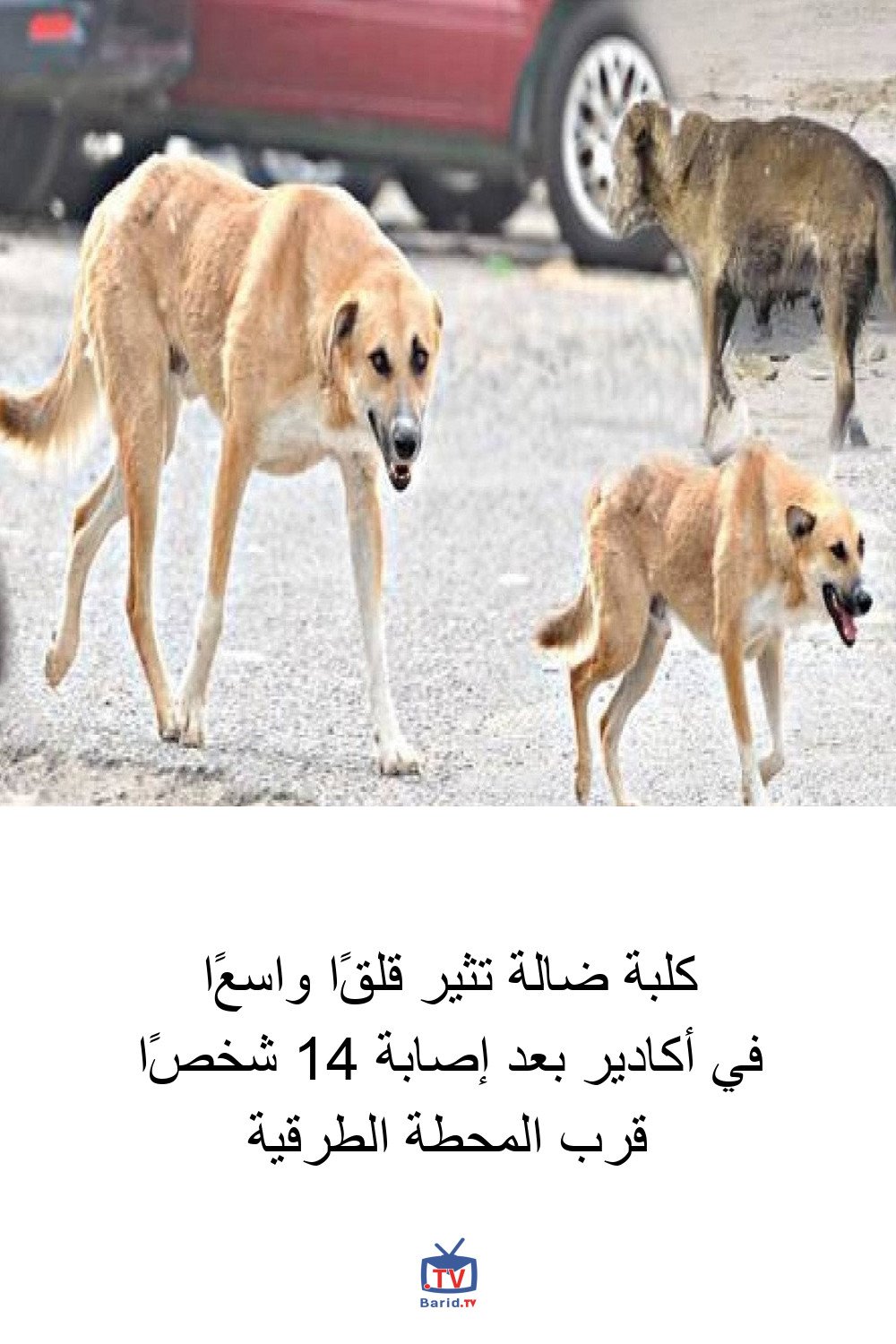 كلبة ضالة تثير قلقًا واسعًا في أكادير بعد إصابة 14 شخصًا قرب المحطة الطرقية 4 Pinterest Hidden