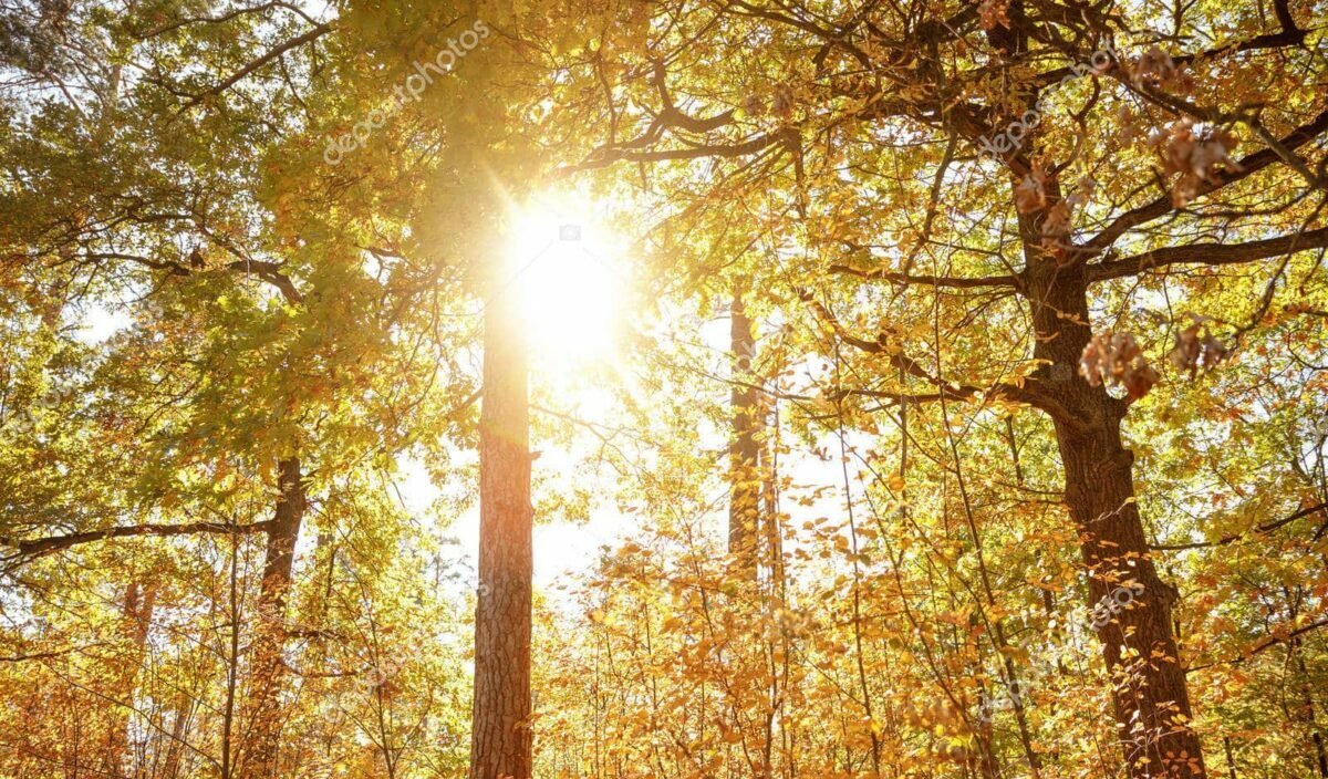 Carte météorologique du Maroc affichant les zones de gel et les températures prévues pour le 12 janvier 2026.