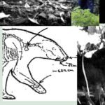 Previously unseen photo of a deceased bear cub lying on its side under a bush in Central Park, with visible injuries.