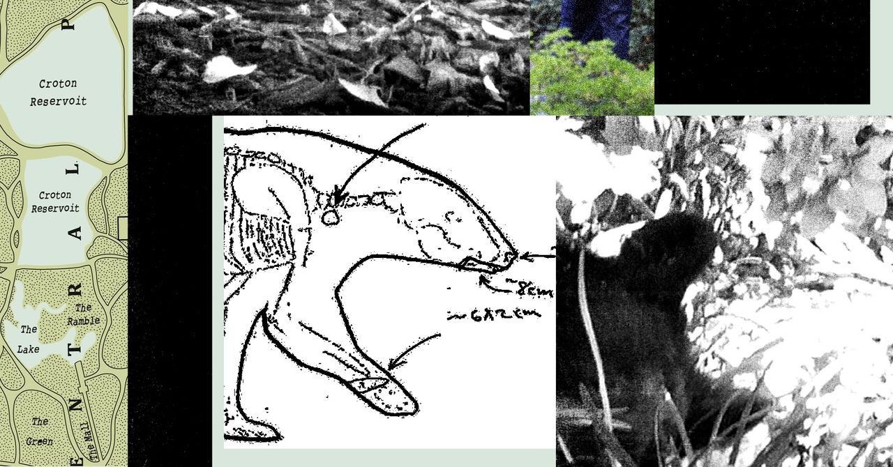 Previously unseen photo of a deceased bear cub lying on its side under a bush in Central Park, with visible injuries.