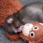 Abandonné à la naissance, un bébé singe attendrit la toile avec sa peluche d’orang-outan 2 Abandonné à la naissance, un