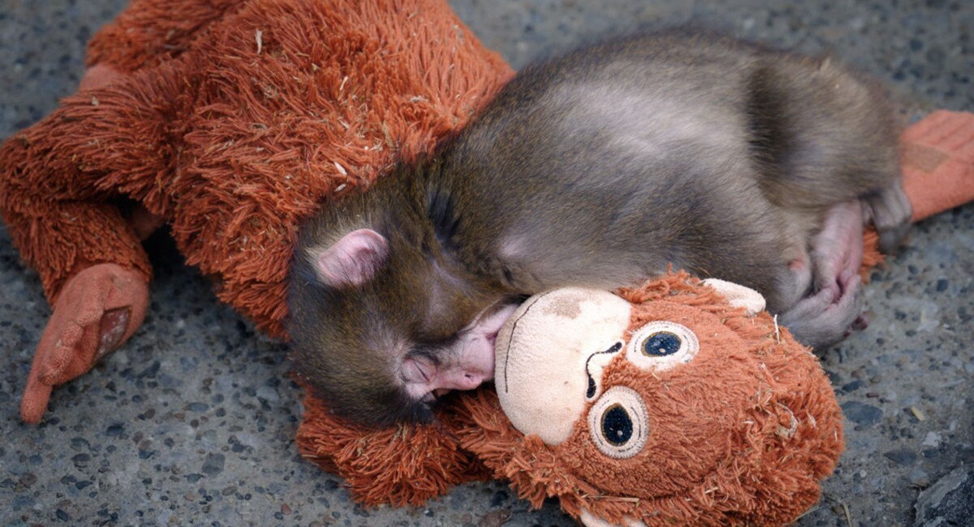 Abandonné à la naissance, un