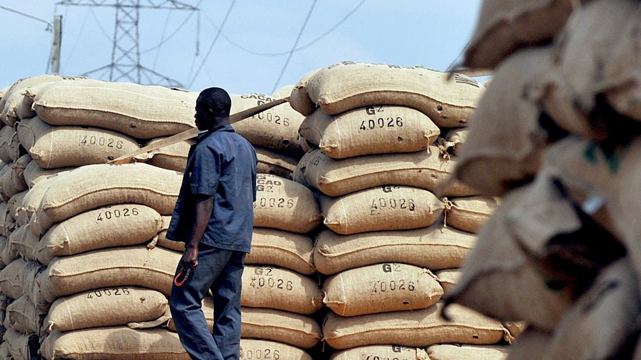 Un champ de cacaoyers en Côte d'Ivoire, symbolisant les exportations agricoles vers l'Union européenne dans le cadre des accords de partenariat économique.