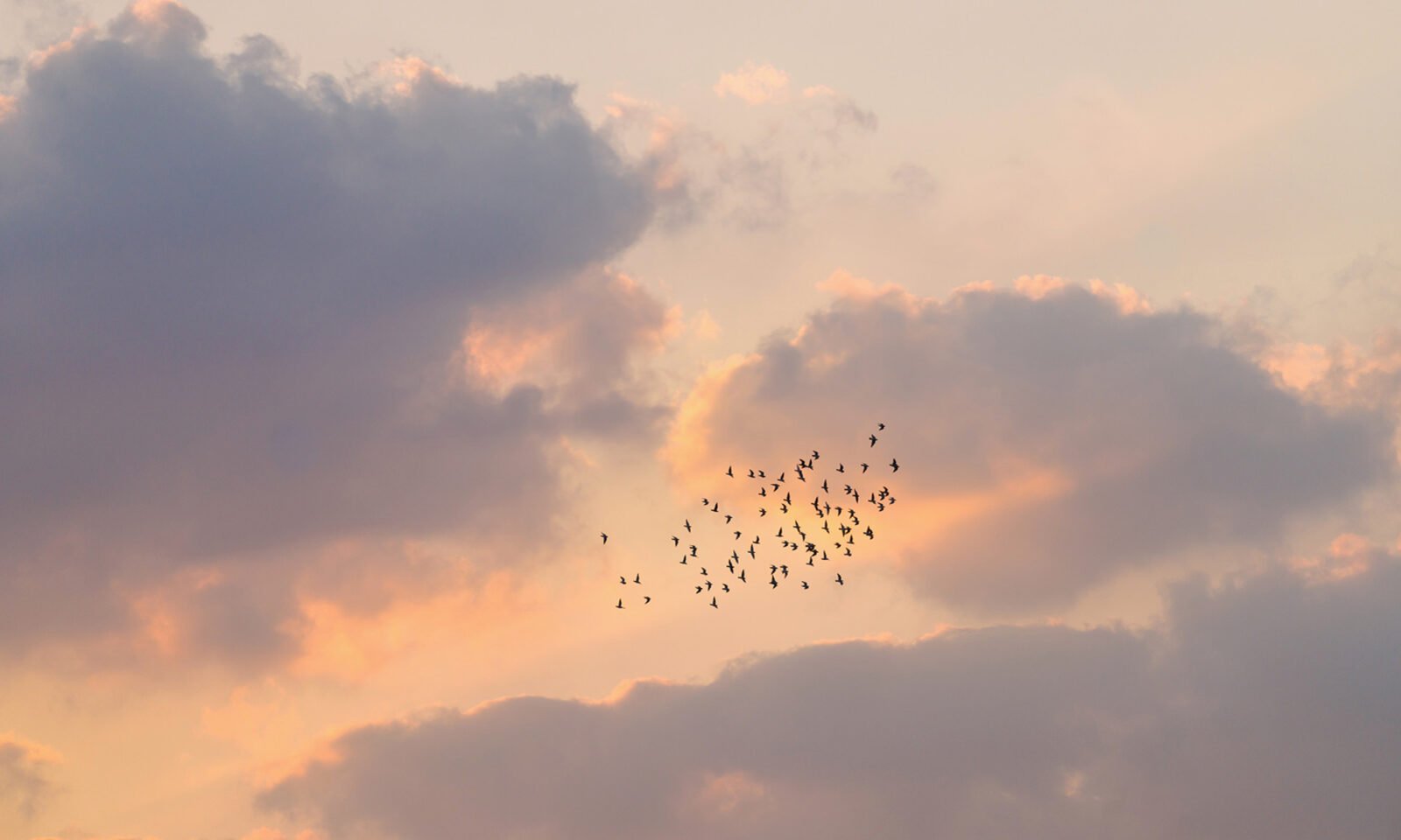 Birdwatching: Your Brain's Unexpected Ally for Lifelong Cognitive Health 3 A person using binoculars to observe birds in a natural setting, symbolizing cognitive engagement and connection with nature.