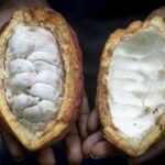 Cacao Ghana