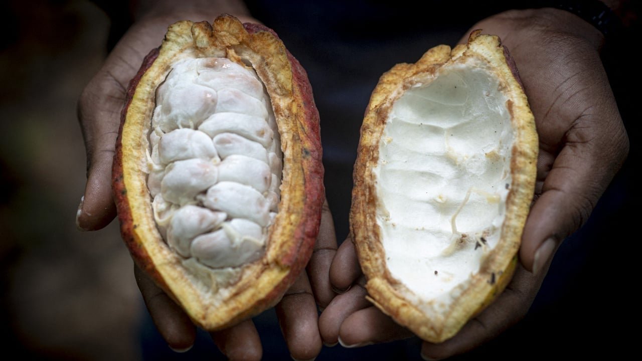 Cacao : face aux difficultés, le Ghana réduit son prix d’achat aux planteurs 3 Cacao Ghana