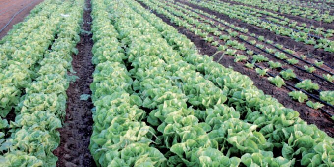 Champs verdoyants dans la région de Casablanca-Settat après des pluies abondantes, symbolisant la renaissance agricole.
