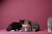 A Smalls Smallserve ceramic cat bowl in Mossball or Butterblue color, designed for ergonomic feline dining.