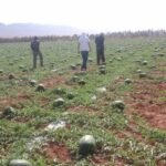 La Soif de Zagora : Quand la Culture de la Pastèque Menace l'Avenir des Oasis 4 crise hydrique Zagora