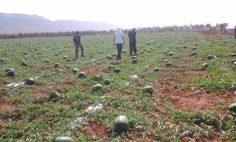La Soif de Zagora : Quand la Culture de la Pastèque Menace l'Avenir des Oasis 3 crise hydrique Zagora