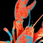 A collage representing various aspects of digital security: a lock icon, a circuit board, a human face with a digital overlay, and a globe with network lines.