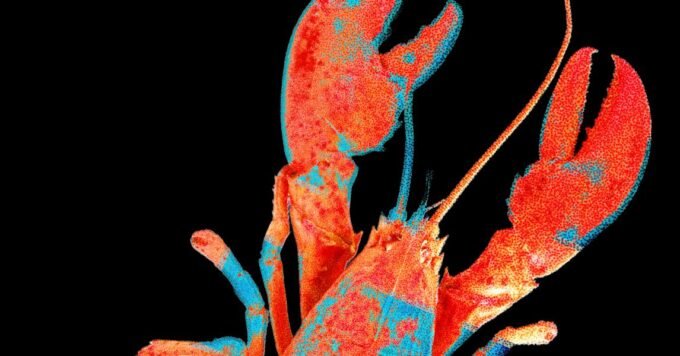 A collage representing various aspects of digital security: a lock icon, a circuit board, a human face with a digital overlay, and a globe with network lines.