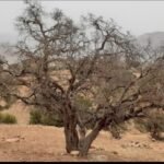 صورة مقربة لشجرة أركان متضررة أو غابة أركان تعاني من النفوق في الجنوب المغربي.
