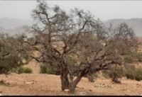 صورة مقربة لشجرة أركان متضررة أو غابة أركان تعاني من النفوق في الجنوب المغربي.