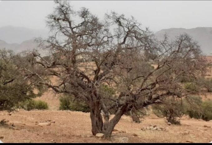 صورة مقربة لشجرة أركان متضررة أو غابة أركان تعاني من النفوق في الجنوب المغربي.