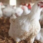 صورة لدجاج معروض للبيع في سوق مغربي، تعكس ارتفاع الأسعار قبيل شهر رمضان.