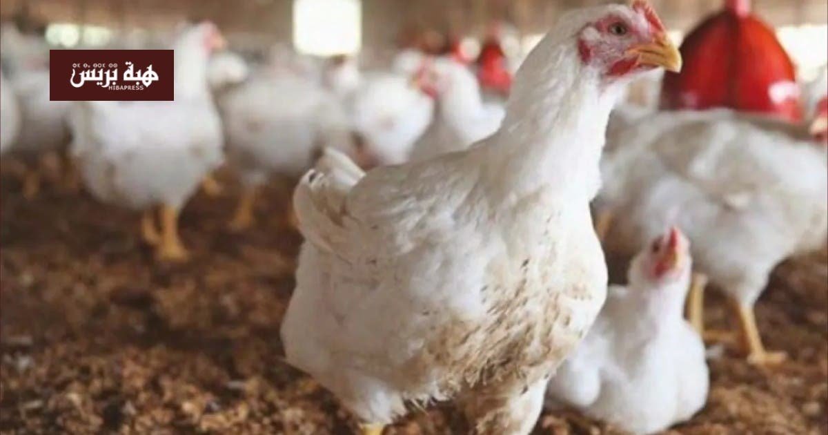 صورة لدجاج معروض للبيع في سوق مغربي، تعكس ارتفاع الأسعار قبيل شهر رمضان.