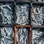 صورة لسردين طازج مع خلفية سوق السمك، تعكس ارتفاع الأسعار في المغرب.