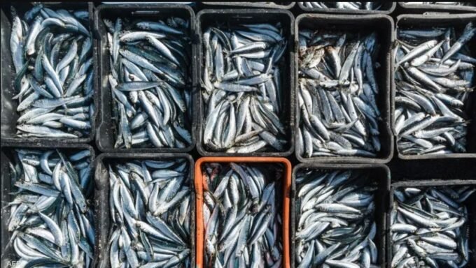 صورة لسردين طازج مع خلفية سوق السمك، تعكس ارتفاع الأسعار في المغرب.