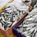 صورة لسوق سمك يعرض السردين الطازج في أحد الموانئ المغربية.