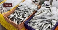 صورة لسوق سمك يعرض السردين الطازج في أحد الموانئ المغربية.