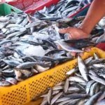 ارتفاع أسعار السردين في المغرب