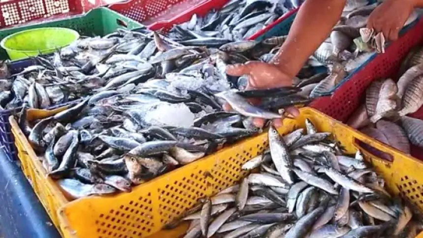 ارتفاع تاريخي لأسعار السردين يثير قلق المغاربة مع حلول رمضان 3 ارتفاع أسعار السردين في المغرب