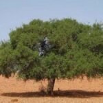 شجرة أركان شامخة في موطنها الطبيعي بالمغرب، ترمز للصمود والتاريخ