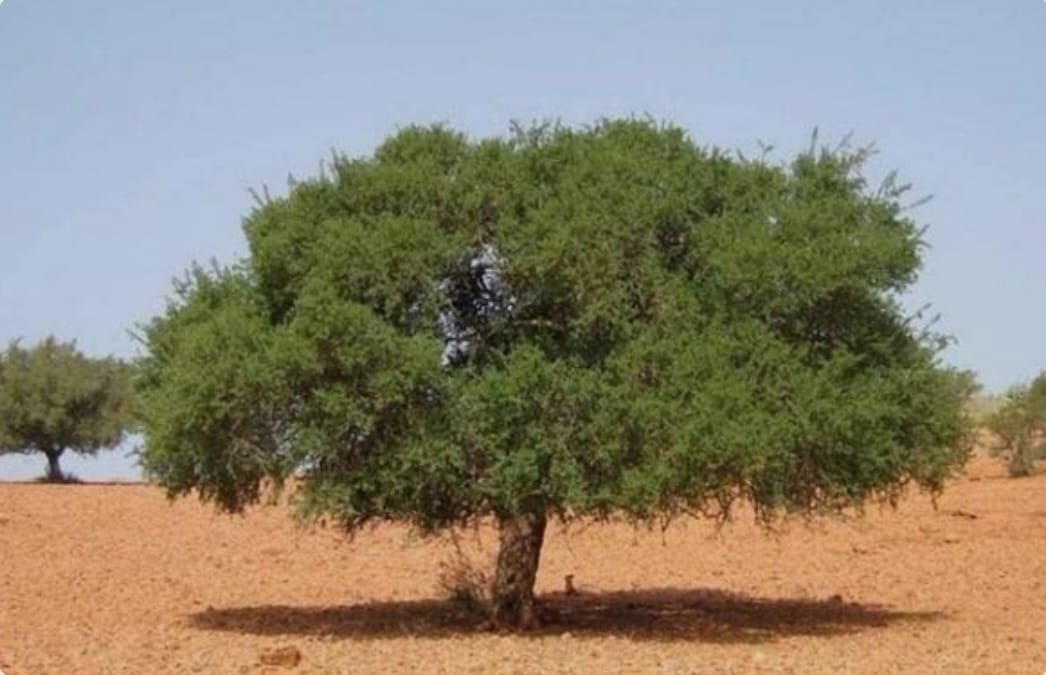 شجرة أركان شامخة في موطنها الطبيعي بالمغرب، ترمز للصمود والتاريخ