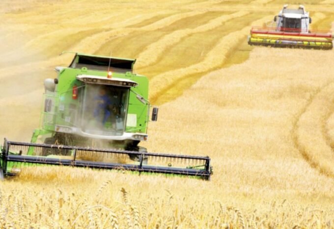 حقول قمح وذرة شاسعة في أوكرانيا تحت سماء صافية، ترمز للإنتاج الزراعي المستقبلي.