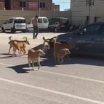 صورة لمجموعة من الكلاب الضالة تتجول في أحد شوارع جماعة تازارين بإقليم زاكورة.