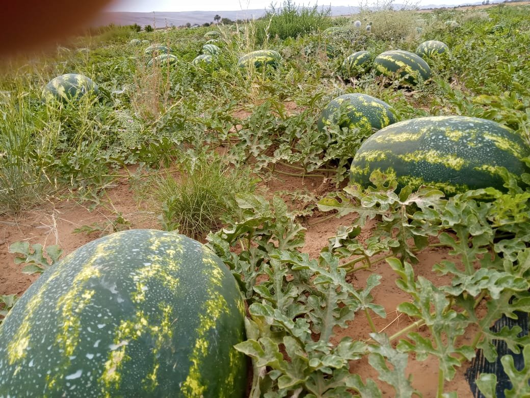 صورة للجنة الإقليمية وهي تباشر عملها لتقنين زراعة البطيخ في إقليم زاكورة