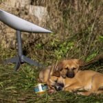 جروان يستريحان بجانب محطة Starlink قرب مدينة ليمان الأوكرانية، في 7 أكتوبر 2022.